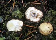 Russula chlorineolens